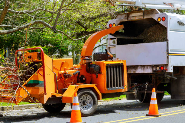 Best Emergency Storm Tree Removal  in Saticoy, CA